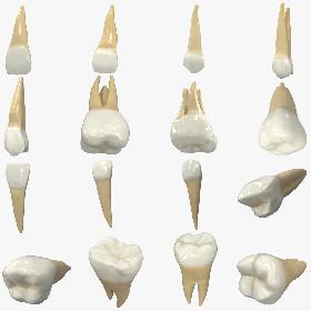 3D Realistic Human Teeth Collection